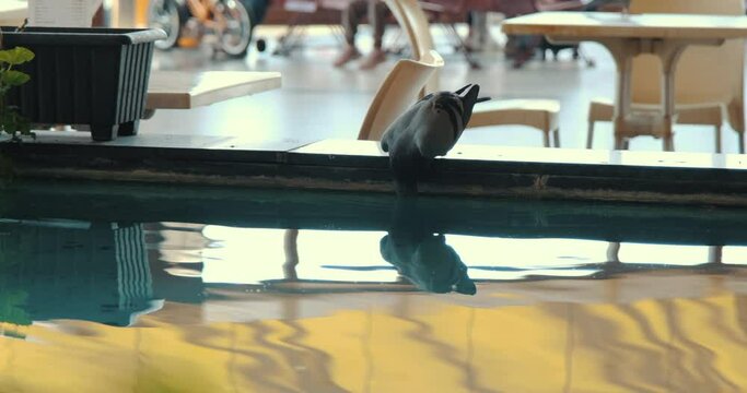 A pigeon drinking water from a decorative pond at the intercity bus terminal.