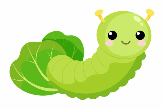 cabbage vector illustration