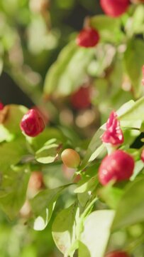 Calabrian Chilli Hot Pepper Plant From Soverato