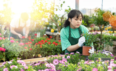 Woman employee of flower shop inspects price tags on pots with young Cape daisy plants and re-evaluates goods - obrazy, fototapety, plakaty