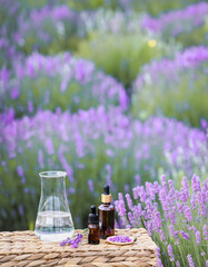 Amber essential lavender oil bottle. Violet lavendar field in Provence. - 784810155
