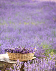 Harvesting season. Lavender bouquets and basket. - 784810360