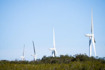 wind turbine disappear behind vegetation