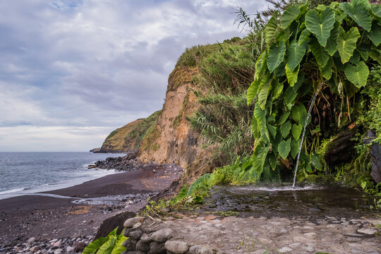 Water flowing through green leaves of Colocasia gigantea on Viola beach, São Miguel - Azores PORTUGAL