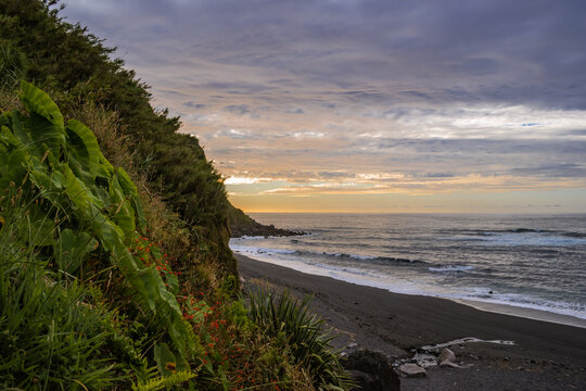 Cliff with vegetation and leaves of Colocasia gigantea, sea waves on Viola beach at sunset, São Miguel - Azores PORTUGAL