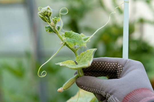 spider mites on cucumbers in the greenhouse, crop pests in the vegetable garden