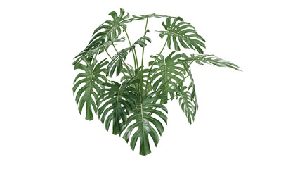 Dark green leaves of Monstera deliciosa or split-leaf philodendron the tropical foliage plant bush popular houseplant isolated on white background, clipping path included.
