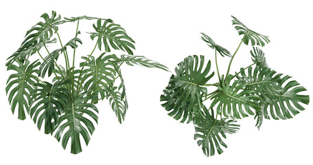 Dark green leaves of Monstera deliciosa or split-leaf philodendron the tropical foliage plant bush popular houseplant isolated on white background, clipping path included.
Plant isolated on white.