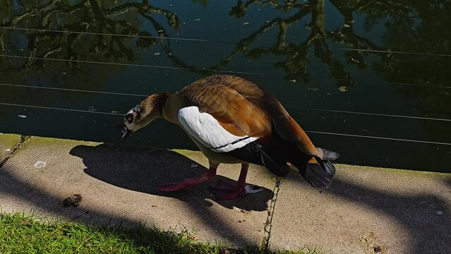 Close view of an Egyptian goose walking beside a lake