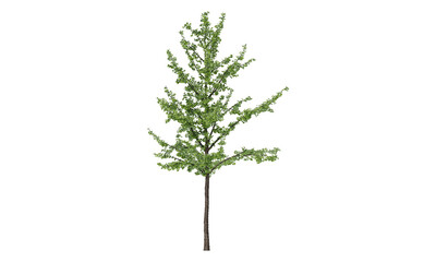 Tree isolated on white backgorund. Nature and plant collection.