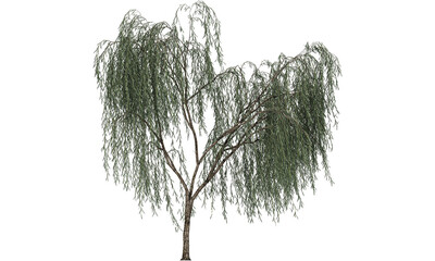 Fototapeta premium Tree isolated on white backgorund. Nature and plant collection.