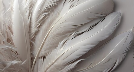 white feather on a black background