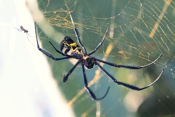 Black-legged Golden Orb Web Spider