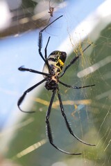 Black-legged Golden Orb Web Spider