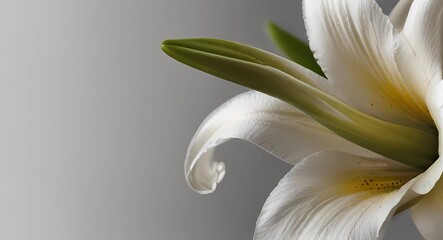 white calla lily - obrazy, fototapety, plakaty