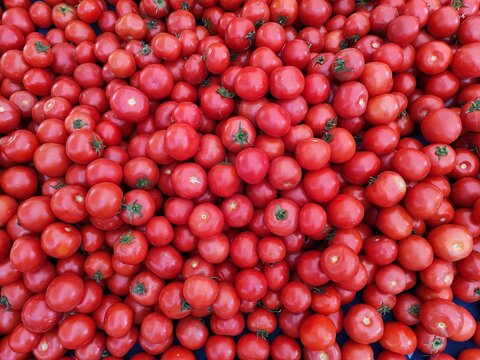 Fresh tomatoes on the market stall for sale, harvested in April 2024
