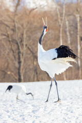 Fototapeta premium 鳴くタンチョウ 