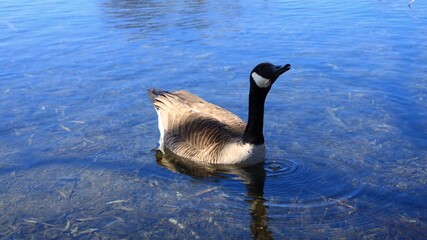 Canada Goose（カナダ雁）