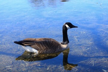 Canada Goose（カナダ雁）