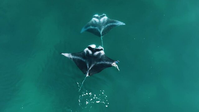 Manta rays follow each other closely then go into a circular dance; mating ritual, or feeding frenzy