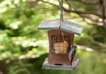 Downy Woodpecker