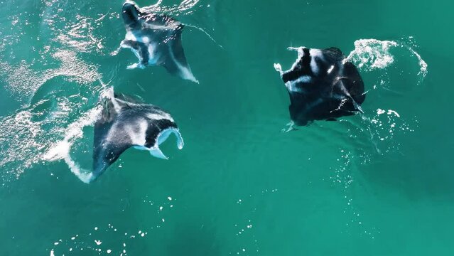 Manta rays circle each other while in a feeding or mating ritual splashing and hitting one another at the surface