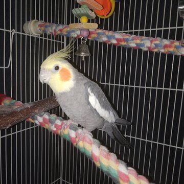 Cockatiel Parot On Rainbow Perch