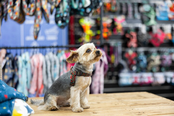 Little cute Yorkshire terrier sitting on table in pet shop against background of colorful shelves...