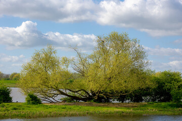 Spring landscape with new young leaves on the trees under blue sky, Natural along the Lek river, A river in the western of Netherlands, Schalkwijk is a small village in the Dutch province of Utrecht.