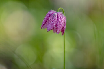 Soft and selective focus of blooming Snake's head fritillary in the green field with sunlight as backdrop, Purple Fritillaria meleagris flowers with green leaves, Natural floral background.