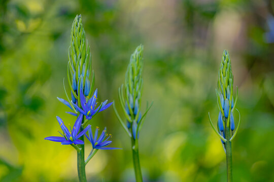 Selective focus of blue violet flower Camassia leichtlinii in the garden, The great camas or large camas is a species of flowering plant in the family Asparagaceae, Nature floral background.