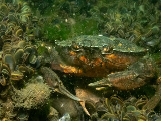 European Green Crab