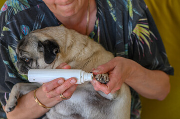 Trimming a pug's nails with an electric scratching post. A girl cuts a dog's nails.2