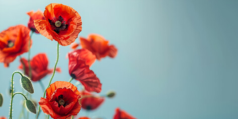 Bright red poppies against a clear blue sky backdrop. Memorial Day. Copy space - obrazy, fototapety, plakaty