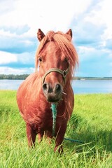 Brown pony with a flowing mane stands gracefully in a lush green field next to a tranquil lake under a sunny sky with fluffy white clouds, creating a picturesque and peaceful scene in the countryside.
