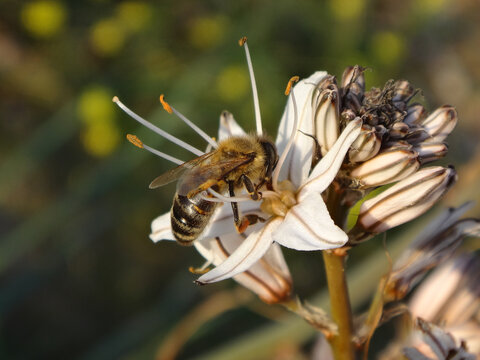 Western honey bee, also known as European honey bee, (Apis mellifera) feeding on a white asphodel flower