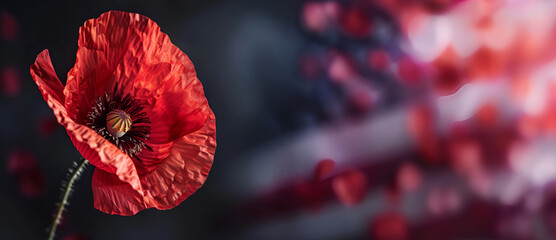 Memorial Day remembrance with a prominent red poppy. Copy space, banner - obrazy, fototapety, plakaty