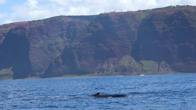 KAUAI - 3.19.2024 - Whales swim off the coast of Napali in Kauai, Hawaii.