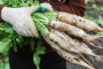 Farmer hands in gloves holding bunch of dirty organic daikon white radish close up. Harvesting daikon radish in garden