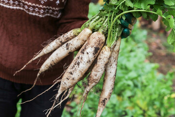 Daikon white radish in garden. Farmer hands in gloves holding bunch of dirty organic daikon radish close up