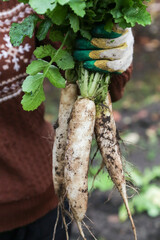 Daikon white radish in garden. Farmer hand in gloves holding bunch of dirty organic daikon radish close up