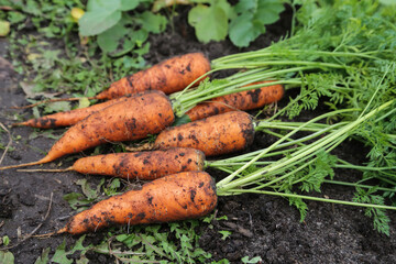 Bunch of organic dirty fresh carrot harvest with green tops in garden on soil ground