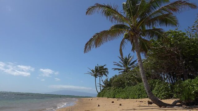 MOLOKAI - 3.19.2024 - Very good low angle of palm trees rustled by wind on a beach on Molokai, Hawaii.