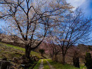 丘陵地に咲く山桜　池田町　陸郷山桜