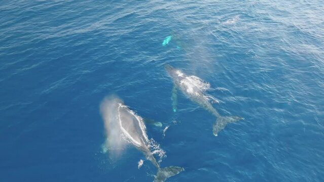 A pod of adult humpback whales comes up for air then dives down