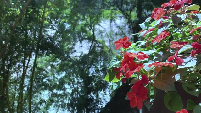 Red fower in the forest.