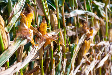 Ears of ripe corn growing on stalks in the field. Close-up image