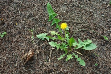 The dandelion has grown on forest litter near to coniferous trees.