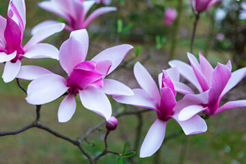 Elegant, showy pink and white magnolia flower in full bloom against blurred foliage background