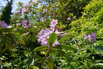 Rhododendron im Wörlitzer Park im Dessau Wörlitzer Gartenreich